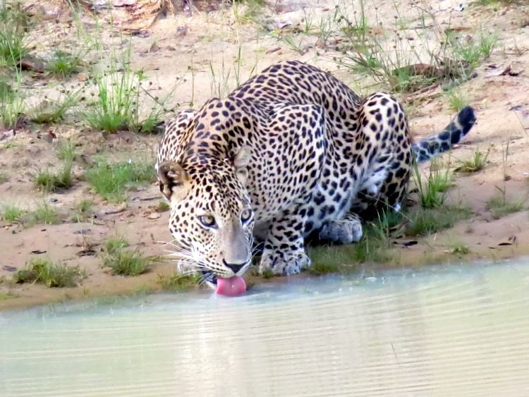 The king of Yala National Park - the Sri Lankan leopard